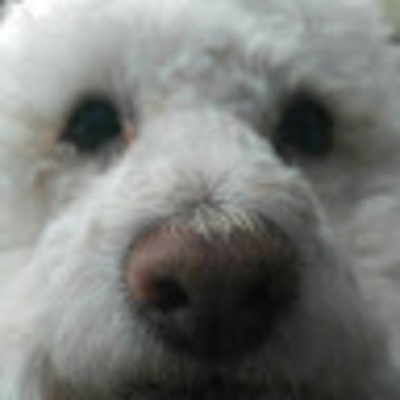 Meet your Posher, Ringo - Picture 1 of 1